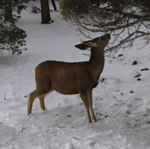 Meet your Posher, Caroline
